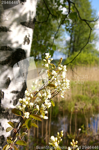 Image of Summer