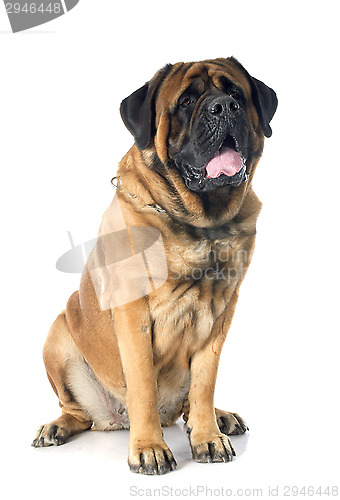 Image of mastiff