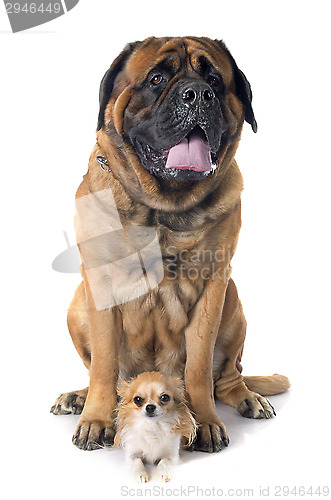 Image of mastiff and chihuahua