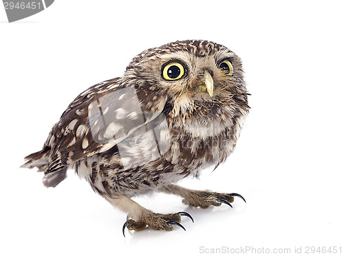 Image of Little owl