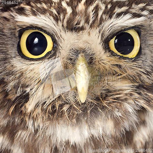 Image of Little owl