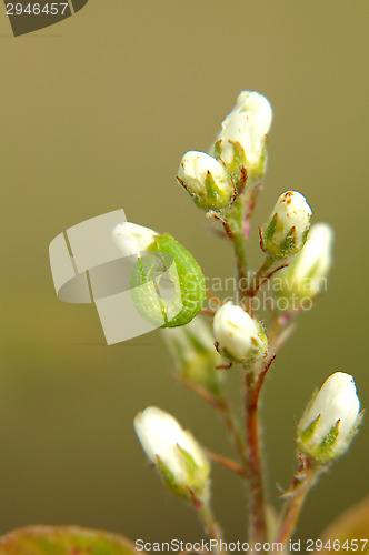 Image of Caterpillar