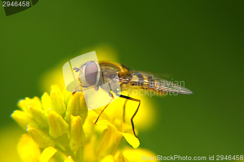 Image of Hoverfly