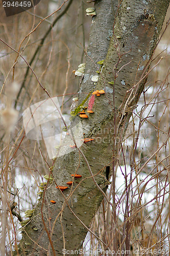 Image of Polypore