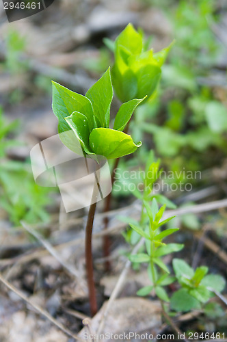 Image of Sprouts