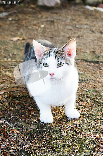 Image of Kitten