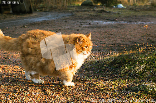 Image of Cat