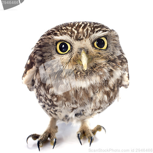 Image of Little owl