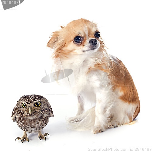 Image of Little owl and chihuahua