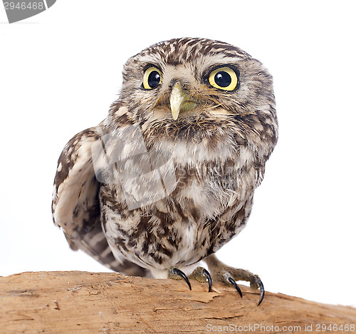 Image of Little owl