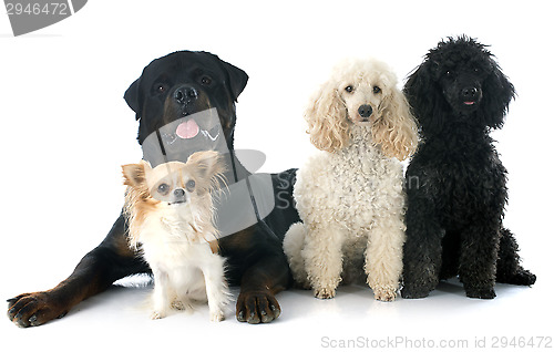 Image of four dogs