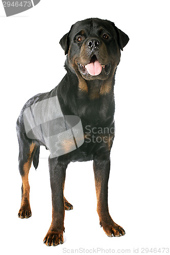 Image of rottweiler