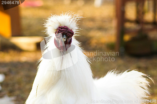 Image of Chicken