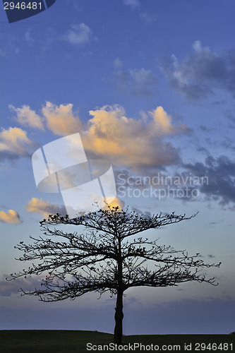 Image of Golf Sunrise Tree 