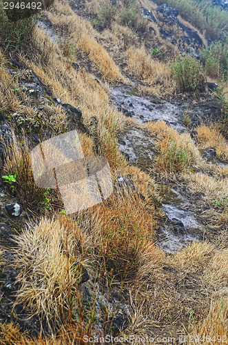 Image of Dry Grass on Mountain