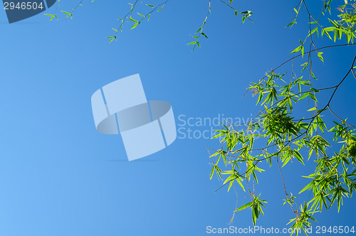Image of Bamboo Leaves