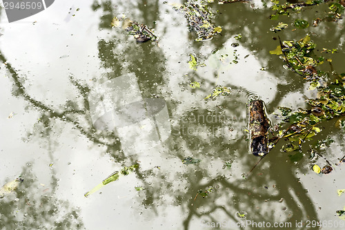 Image of Dirty Swimming Pool