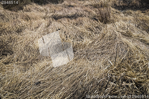 Image of Dry Grass