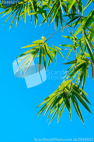 Image of Green Bamboo Leaves