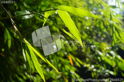 Image of Green Bamboo Leaves