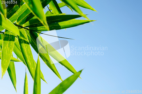 Image of Green Bamboo Leaves