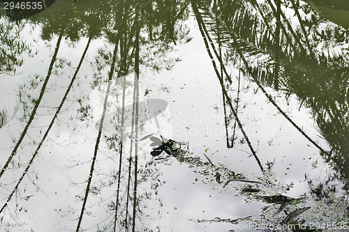 Image of Dirty Swimming Pool