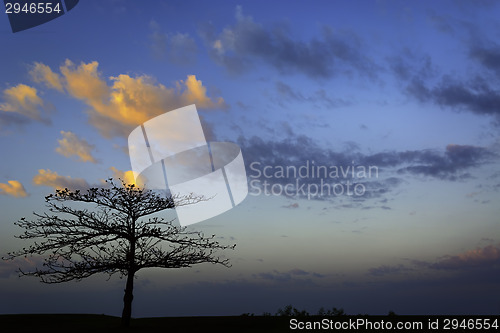 Image of Fiery Tree Sunrise