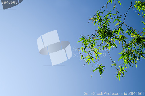 Image of Bamboo Leaves