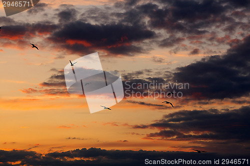 Image of Gulls