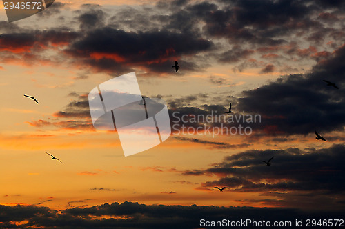 Image of Gulls