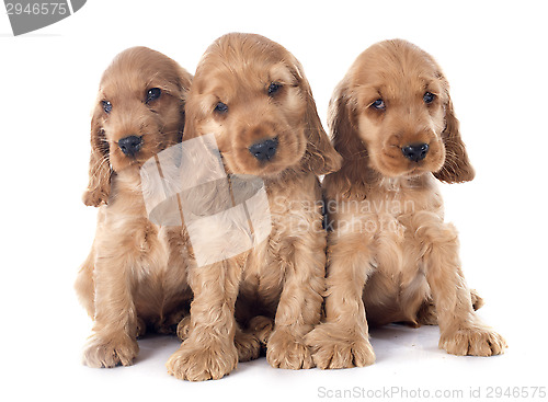 Image of puppies english cocker