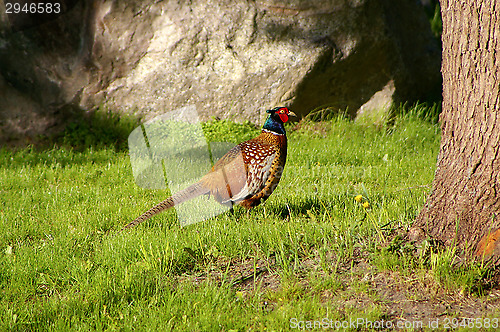 Image of Pheasant