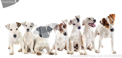 Image of group of jack russel terrier