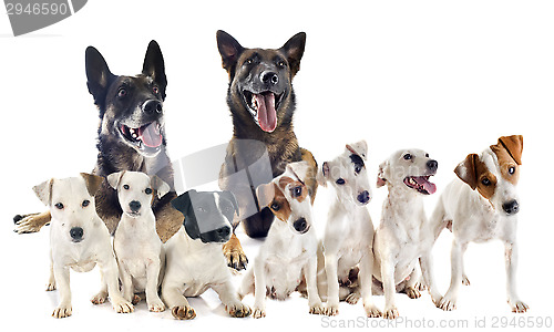 Image of group of jack russel terrier and malinois