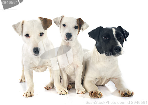 Image of three jack russel terrier