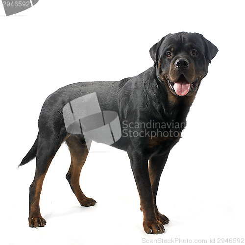 Image of rottweiler