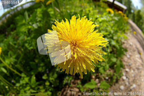 Image of Dandelion