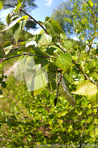 Image of Odonata