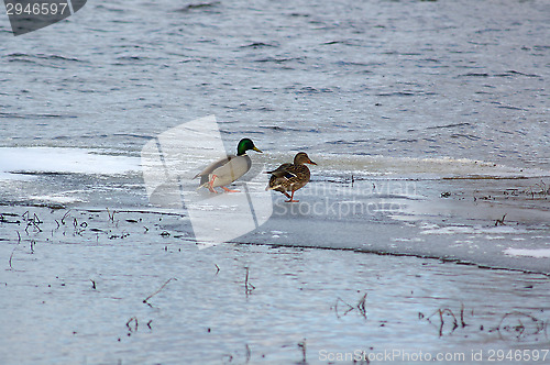 Image of Ducks