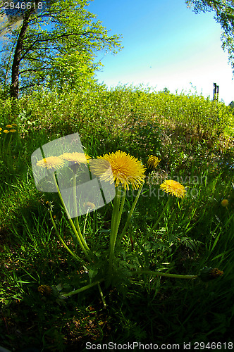 Image of Dandelion