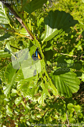 Image of St. John's Wort beetle