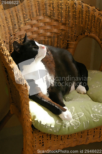 Image of Cat