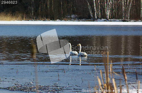 Image of Swans