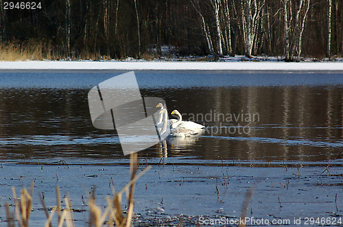 Image of Swans