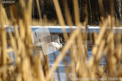 Image of Swans