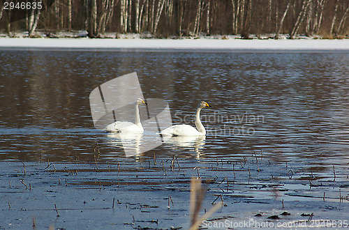 Image of Swans