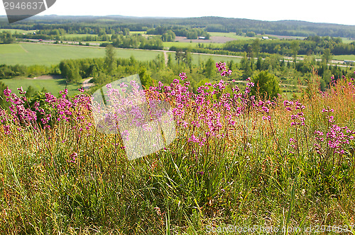 Image of Flowers