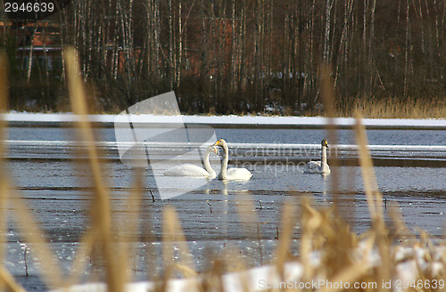 Image of Swans