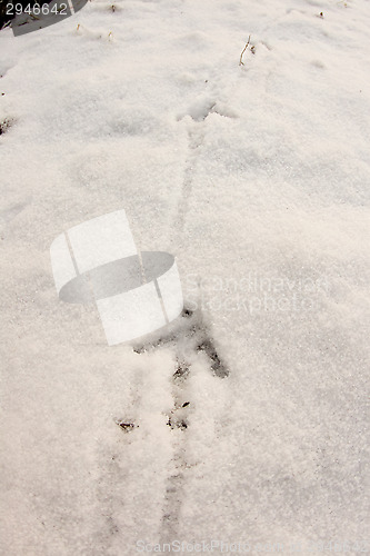 Image of Pheasant footprints