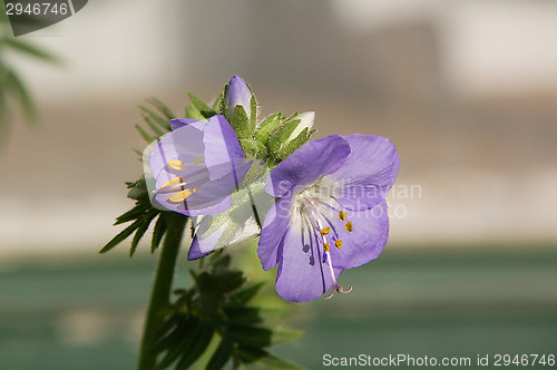 Image of Blossoms